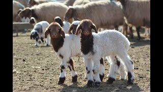 Kuranda İsmi Geçen Evcil 11 Hayvan Ile Ilgili Ayetler