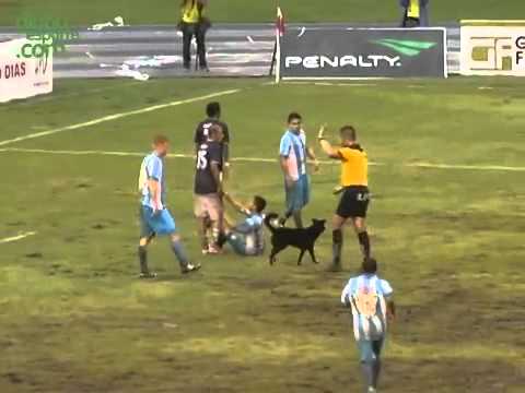 Cão joga de zagueiro e evita gol /football player dog/ Paysandu VS Remo