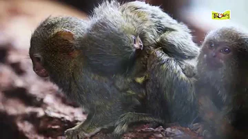 Quel est le singe le plus petit du monde ?