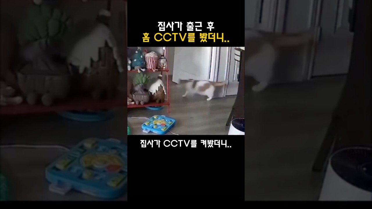 집사가 출근 후 홈 CCTV를 봤더니?