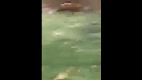 Fox in the hood