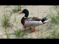 Mallard Duck walking on beach quacking