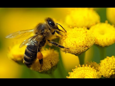 Что такое перга и как её добывают пчёлы