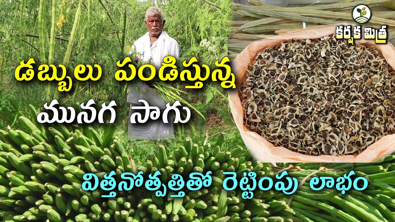 రైతుకు డబ్బుల పంట మునగ సాగు || Drumstick Cultivation Proves Profitable for farmers || Karshaka Mitra