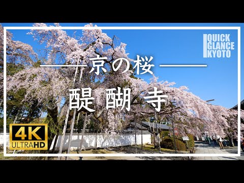 【京都 桜の名所】 醍醐寺 〜「花の醍醐」と呼ばれ桜の名所。700本の桜が咲き誇る春の醍醐寺をご覧ください。国宝五重塔とのコラボも綺麗です [No.113] #桜 #京都の桜