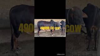 Eid 🐄🐮cow 490k #animals #cow