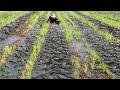 - Amazing! Catch A lot of Catfish in Rice Field by A fisher man - Best Mud fishing