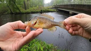 HANDLINE FISHING for anything that bites for TECHNIQUE THURSDAY