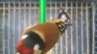 تغريد حسون راائع لتعليم الفراخ - Goldfinch singing-chant de chardonneret