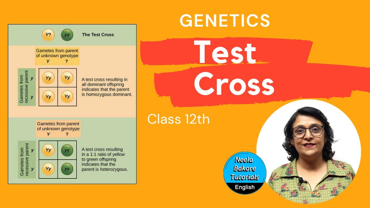 Test Cross | Genetics | Class 12th | NEET & AIIMS | Neela Bakore - YouTube