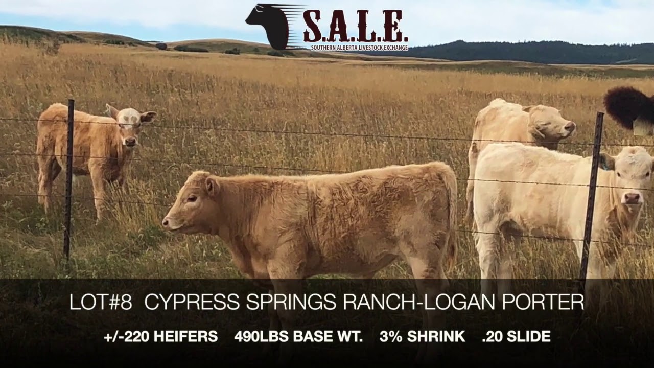 Southern Alberta Livestock Exchange 2020 FALL LOT 8 CYPRESS 220 HEIFERS