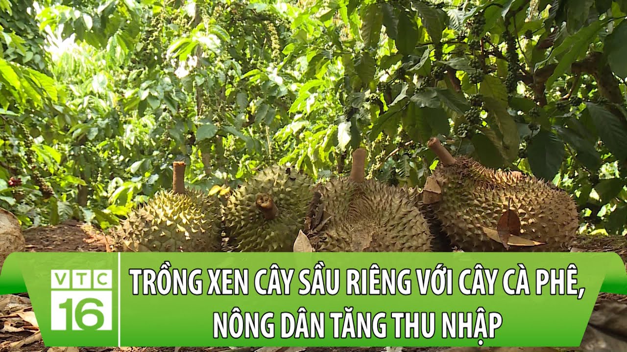 Trồng xen cây sầu riêng với cây cà phê, nông dân tăng thu nhập | Nông nghiệp xanh | VTC16