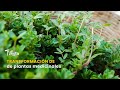 Transformación de plantas medicinales - TvAgro por Juan Gonzalo Angel