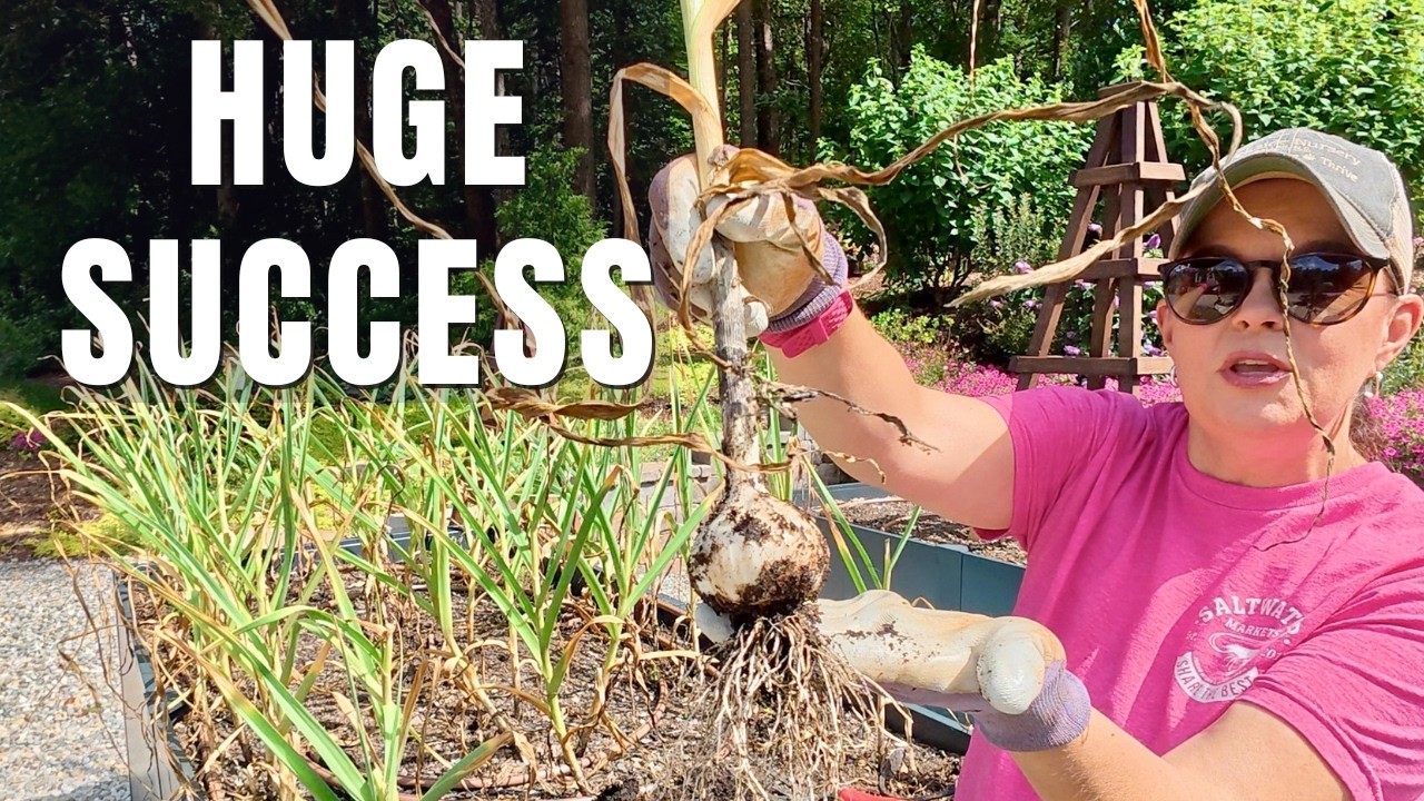The Moment of Truth: Harvesting My Homegrown Garlic