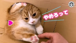 だらけきった短足猫の収まらない姿が可愛過ぎます【短足マンチカン｜てと君】 by ねこっちゅらいふ 1,754 views 3 years ago 5 minutes, 3 seconds