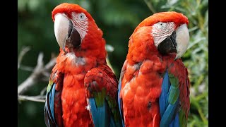 &quot;Whispered Wonders: A Parrot&#39;s Secret World&quot;