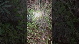 Big frog 🐸 and rat snake 🐍
