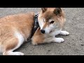 散歩中に休憩しちゃう柴犬 チンチロ・ジャック / Shiba Inu Chinchiro Jack takes a break during a walk