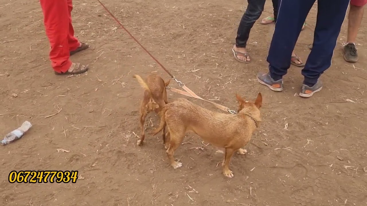 افتتاح موسم الصيد بيع وشراء كلاب صيد والبسة الصيد النوصر فرجة ممتعة 28/9/2025