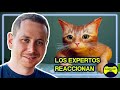 Zoólogo REACCIONA a Stray | Los Expertos Reaccionan