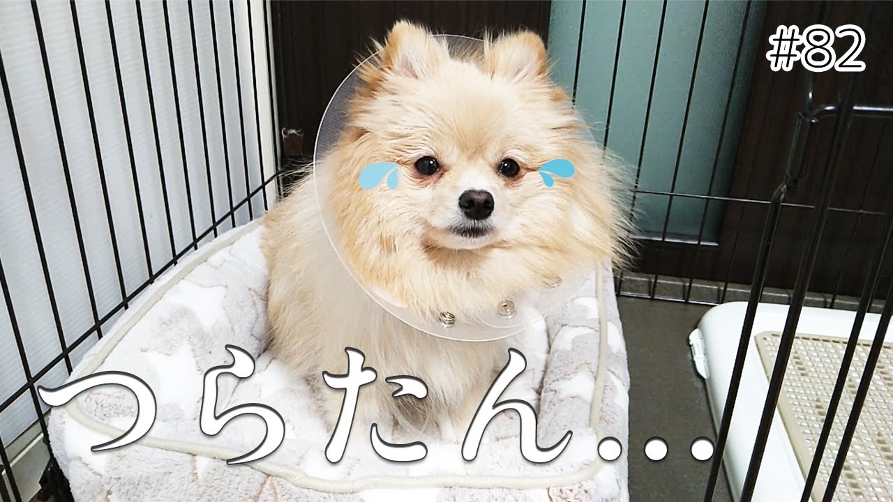 愛犬が壁紙をかじるので 100均グッズで防止対策してみた ポメラニアン らっきー成長記録 037 Youtube