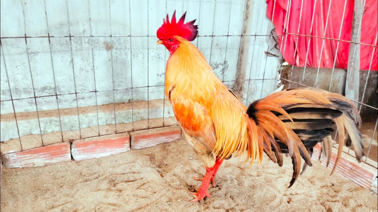 3/3 Tóp Giỏi Anh Em Xem Giải Trí./ Châu Vĩnh Long. 097.8143.074