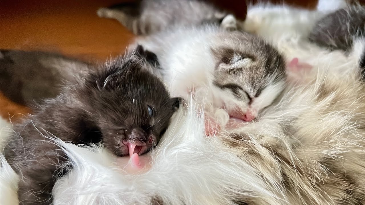 5 Tiny New Born Kittens Very Hungry 🤤 | Too Much Cuteness 