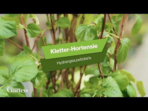 Kletter Hortensie: Tipps zur Pflanzung und Pflege
