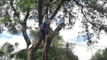 Trimming maple tree