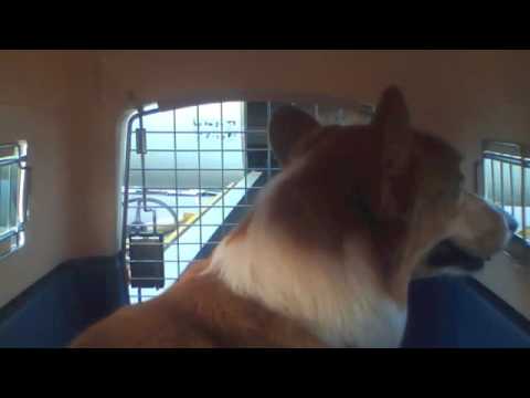 dogs traveling in airplane cargo