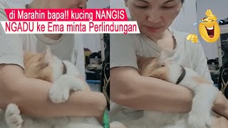 FUNNY MOMENTS of cats CLAPPING while CRYING for EMA protection/funny cats compilation/#CT