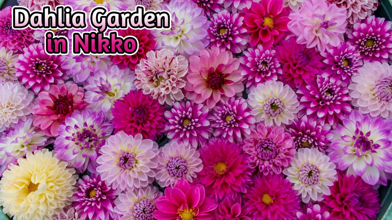 Dahlia Garden in Japan｜Dahlias｜Flowers｜
