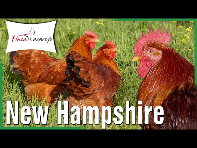 Vídeo New Hampshire
