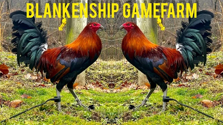 BLANKENSHIP FARM - beautiful bird