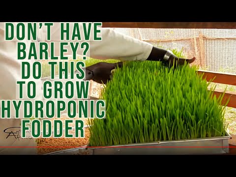 How to Use Corn/Maize or Sorghum or Millet Seeds to Grow Hydroponic