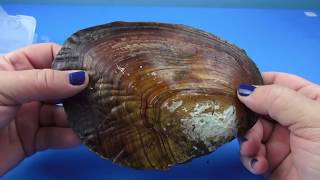 HUGE OYSTER FILLED WITH 100 REAL PEARLS!! WOW..