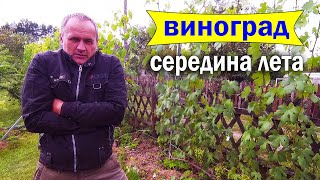 🔴🔴ДУБАК. Виноград Холодным Летом. Чего ждать и как исправить ситуацию.