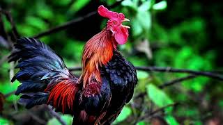 Peaceful Morning ASMR | Rooster Crowing at Sunrise 🌅🐓 Relaxing Nature Sounds screenshot 2