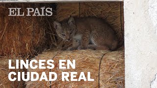 LINCE IBÉRICO: Una madre lleva a sus crías al lugar donde ella nació