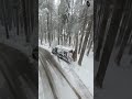 The Alpine Slipstream: A Kinetic Flight Through the Heart of a Sun-Dappled Forest | Life in a Blink