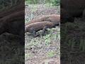 READY TO RUN | KOMODO