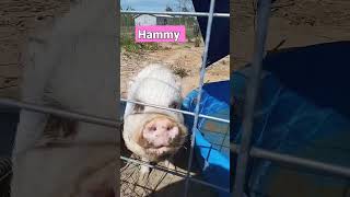 Hammy the Potbelly Pig loves oranges