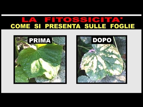 Video: Cucurbitacee con peronospora sulle foglie di Alternaria - Controllo della macchia di foglie di Alternaria sulle cucurbitacee