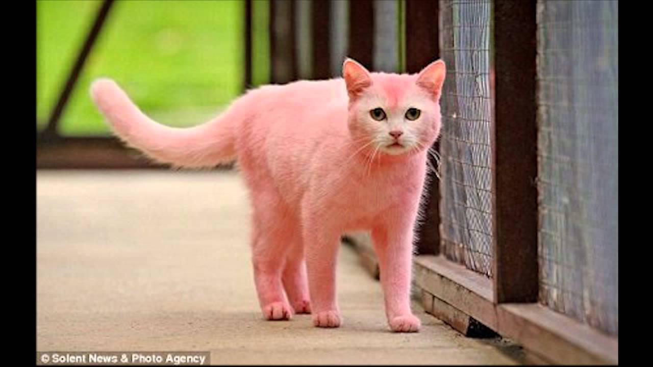 Розовая Кошка Фото