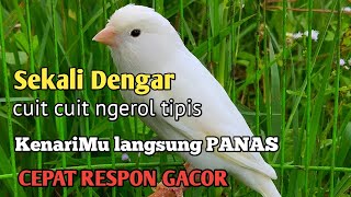 Kenari gacor Cuit cuit Ngerol tipis, terapi  Ampuh Kenari Macet  , pancingan kenari habis mabung