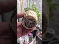 the roots on these merigolds are INSANE #love #shorts #youtubeshorts #viral