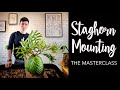 How to mount platycerium staghorn fern into a piece of art with 10 pro tips