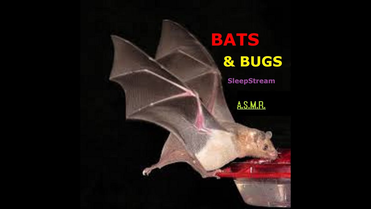 Lesser Long Nosed Bat Critter Camera 