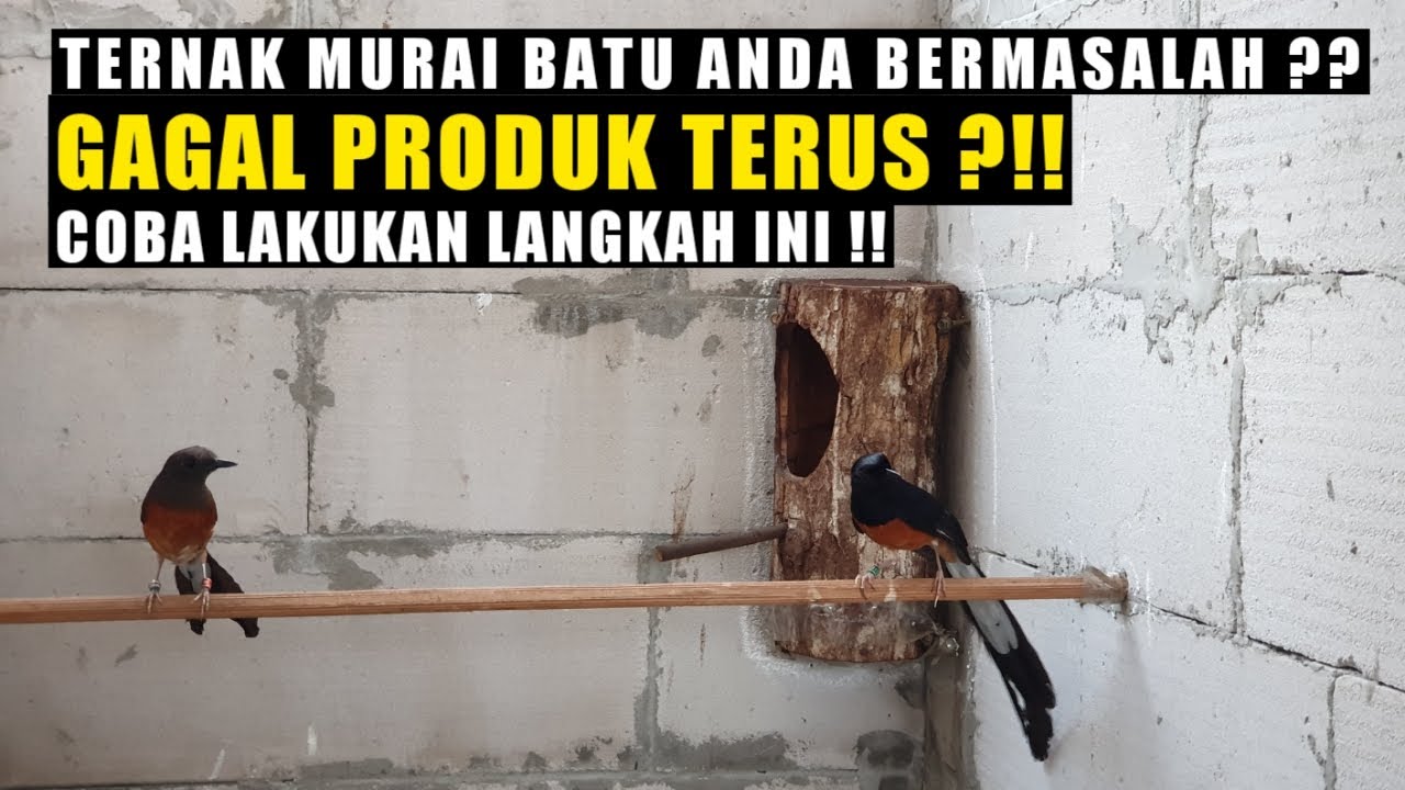 PENYEBAB KEGAGALAN TERNAK MURAI BATU ‼️TELOR ZONK TERUS !!
