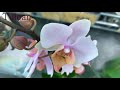Обзор орхидей  29 августа 2020 CASTORAMA  Воронеж